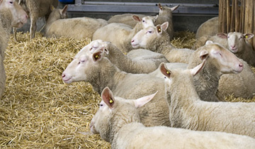 Schafe auf Tiefstreu