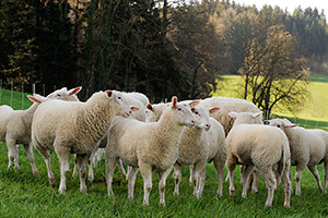 Lamm 9 Wochen