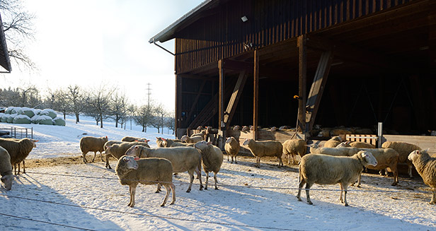 Milchschafherde im Stall