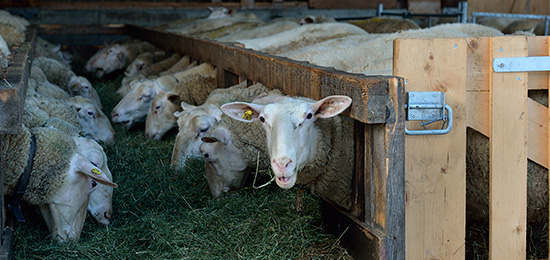 Milchschafherde an der Futterraufe